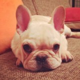 真實狗狗模擬器