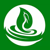 綠色金子