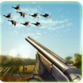 Wild Duck Hunting