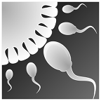 小蝌蚪模擬器(Sperm Simulator)游戲