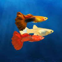 飼養(yǎng)孔雀魚(My Guppy)