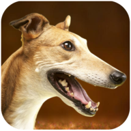 Greyhound Dog Simulator最新版
