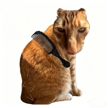 猫咪乐园游戏