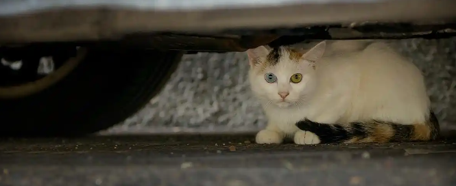 天气寒冷时猫咪常躲在汽车引擎盖下取暖驾车前如何操作更安全