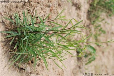 柴胡的高效种植方法与技巧