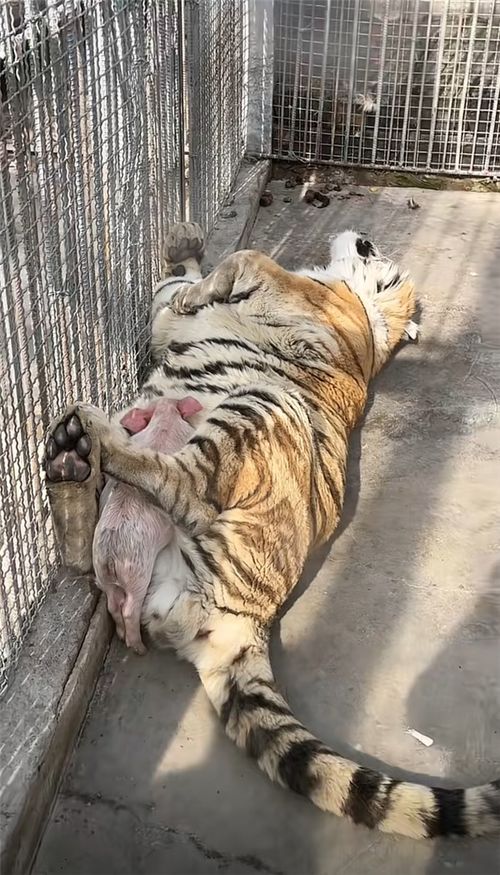 揭秘!扮猪吃老虎'究竟是指哪类高人