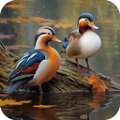 鸭鸭的世界app